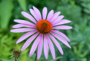 Narrow-leaved sun hat, Echinacea angustifolia, family Daisy Family, Narrow-leaved sun hat, Echinacea angustifolia, family Daisy Family,